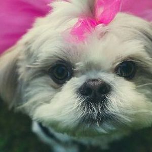 Meet your Posher, Lindsay